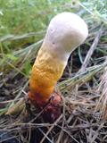Ganoderma lucidum